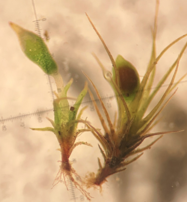 Bruchia flexuosa